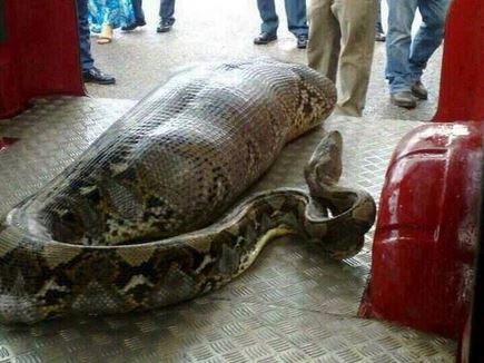 python fake